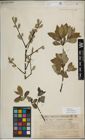 Foto von Salix myrsinifolia Salisb.
